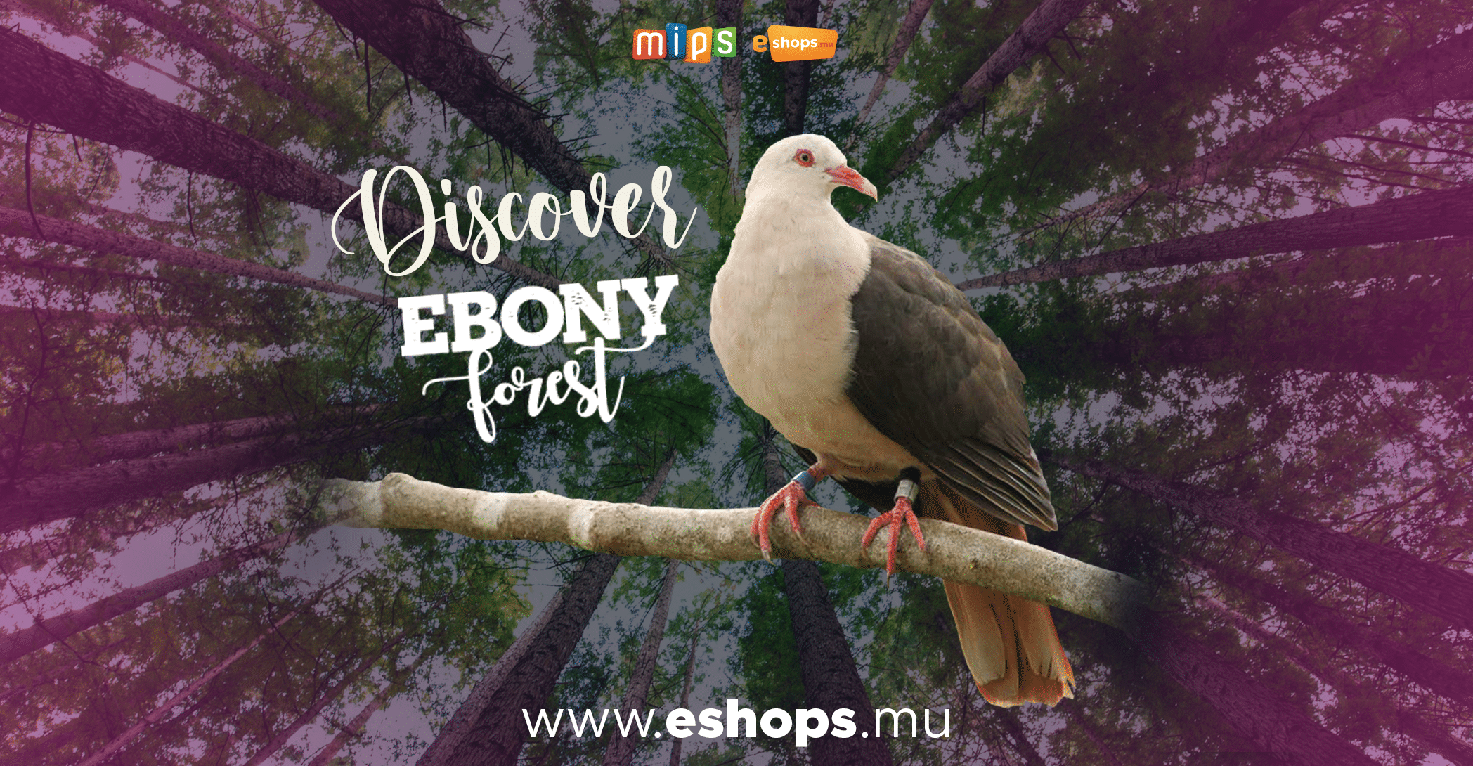Ebony Forest